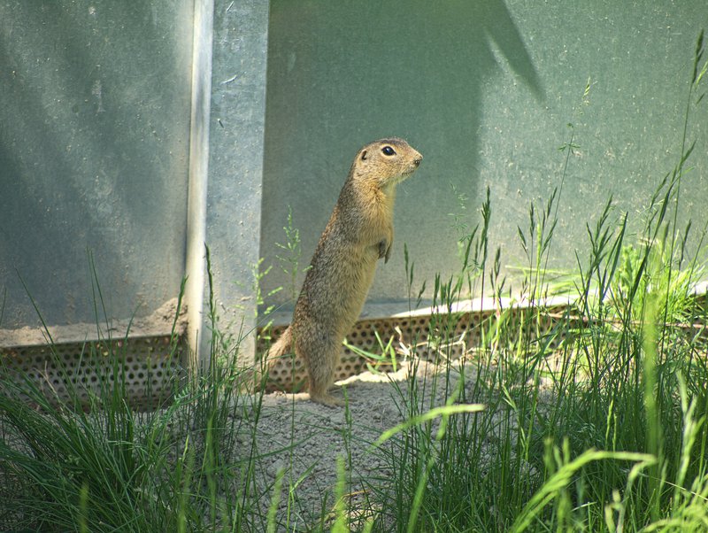 Orth,
      Spermophilus